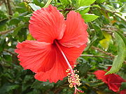 The flower is the angiosperms reproductive organ. This Hibiscus flower is hermaphroditic, and it contains stamens and pistils.